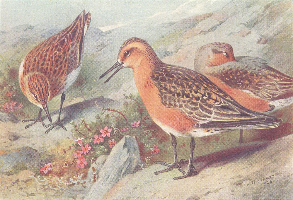 BRITISH BIRDS. Sanderling (summer) ; Knot (summer) . THORBURN 1926 old print